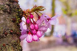 Fleurir sans branche. sur Els Oomis