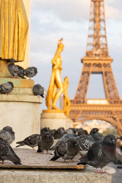 Pigeons in Paris by Sander Groenendijk