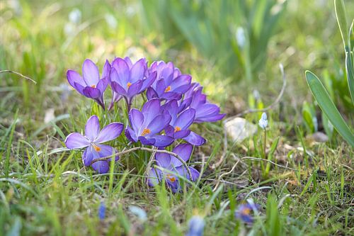 Crocus in a meadow illuminated by sunlight.