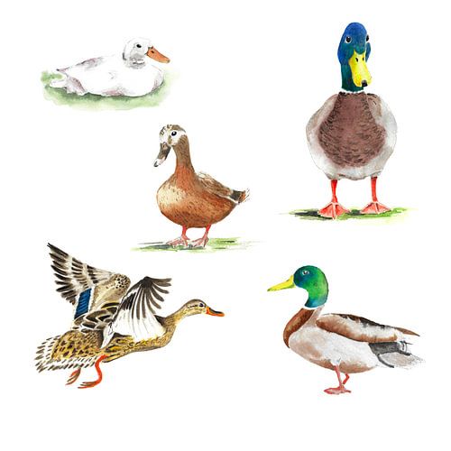 Wild ducks in different poses