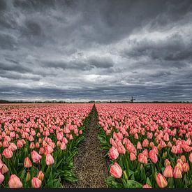 Pink tulips with windmill and dark clouds by peterheinspictures