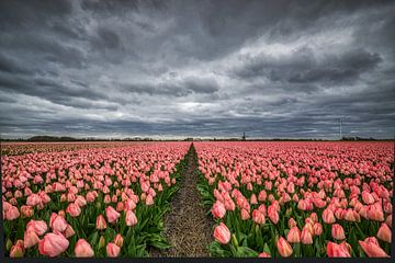Roze tulpen met molen en donkere wolken van peterheinspictures