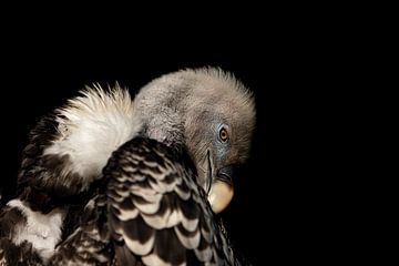 nettoyage des vautours