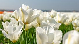 White tulip field in the Netherlands by Remco-Daniël Gielen Photography