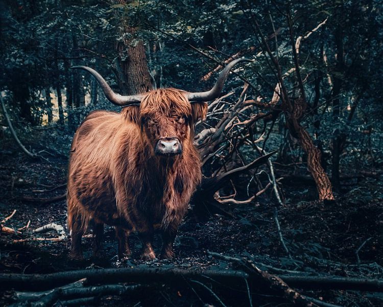 Scottish Highlander Fine Art by Fotojeanique .