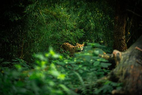 Find the Amur leopard