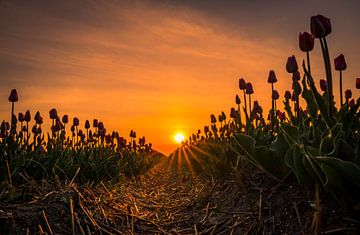 zonnetje van peterheinspictures