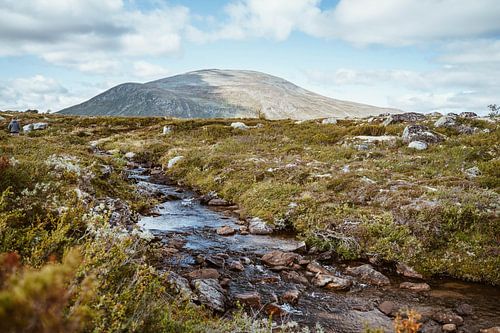 Parc national de Dovrefjell Norvège