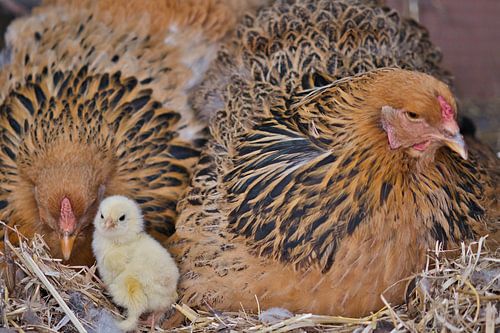Brahma kuiken onder moeders toeziend oog