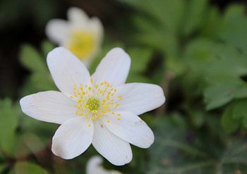 Flower, white and yellow
