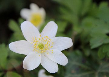 Fleur, blanche avec du jaune
