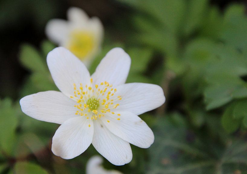 Fleur, blanche avec du jaune par Suzan Stenzel