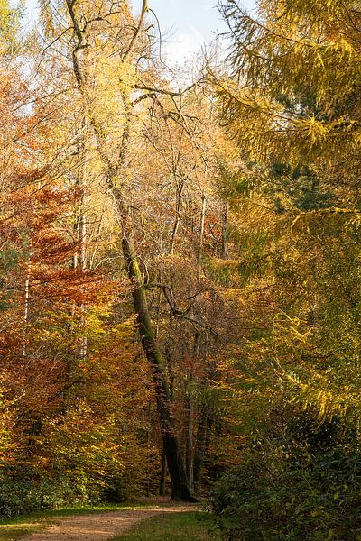 L'arbre penché par Helga Blanke