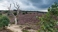 De Posbank. van Menno Schaefer thumbnail