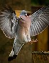 Pigeon en bois robuste avec ailes d'ange par Sara in t Veld Fotografie Aperçu