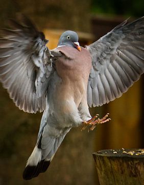 Pigeon en bois robuste avec ailes d'ange