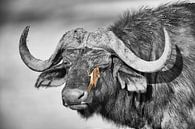 Cape Buffalo with Oxpecker by Chris Stenger thumbnail