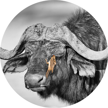 Kaapse Buffel met Ossenpikker van Chris Stenger