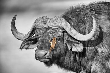 Cape Buffalo with Oxpecker by Chris Stenger