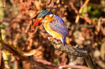 kingfisher on a branch in South Africa