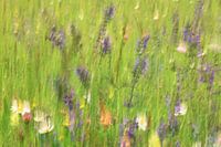 Colourful meadow flowers