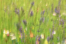 Colourful meadow flowers by BlattArt - Christine Horn
