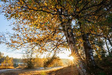zonneschijn achter oranje herfstberk van Olha Rohulya