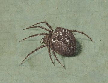 Spider, Jan Augustin van der Goes