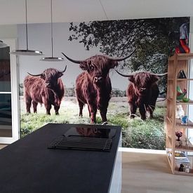 Klantfoto: Schotse Hooglanders van S van Wezep, als naadloos behang