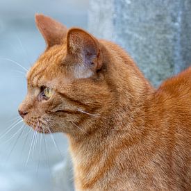 Fokussierte Katze von Tomasz Baranowski