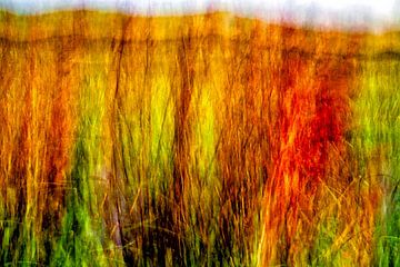 Shimmer of the Dune