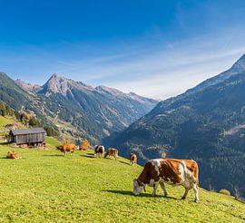 Grazing cows on the Alpine pastures by Peter Leenen