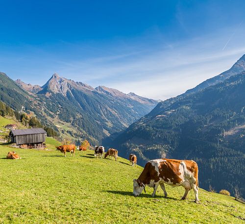 Grazing cows on the Alpine pastures