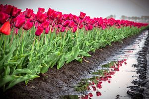 Tulpen