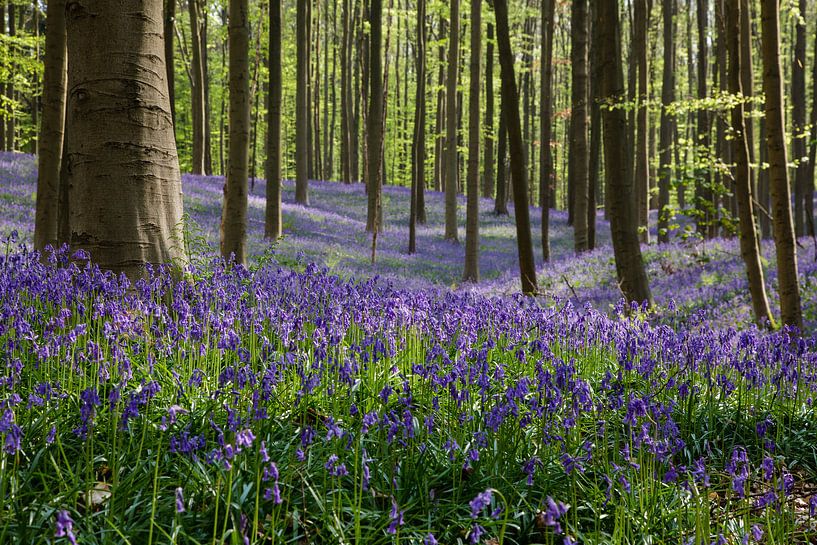 Wildhyazinthen im Haller Wald von Bart van Dinten