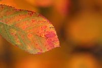 Feuille de groseillier