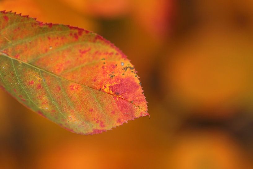 Blatt eines Johannisbeerbaums von Corné Stam