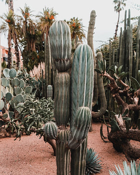 Kaktus in Marrakech