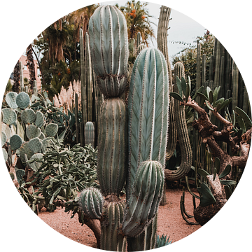 Cactus in Marrakesh