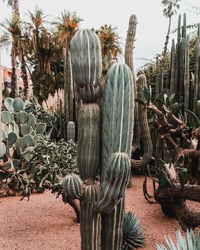 Kaktus in Marrakech von Dayenne van Peperstraten