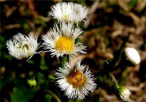 Daisy Dukes van erikaktus gurun