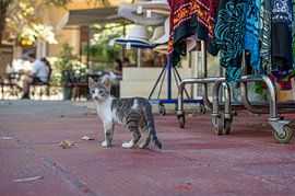 Silent observer in the garden by Karsten Rahn