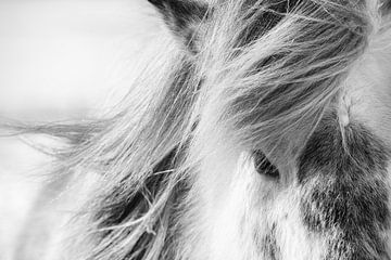 Icelandic horse in southern Iceland