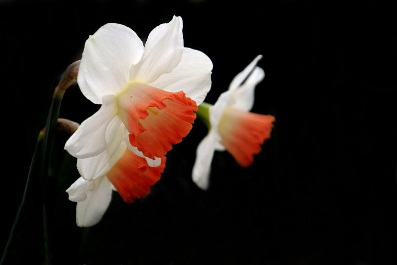 Narcissen par Henk Langerak