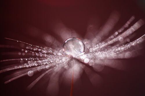 Waterdruppels op een pluisje met bokeh