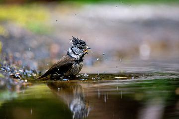 crested tit in bath by Ed Klungers