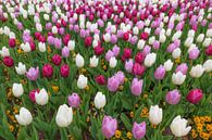 Rode, paarse en witte tulpen van Tim Abeln thumbnail