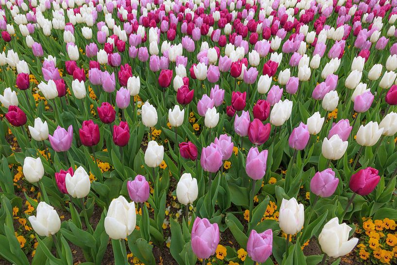 Rode, paarse en witte tulpen van Tim Abeln