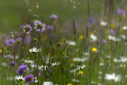 Schöne Blumen 