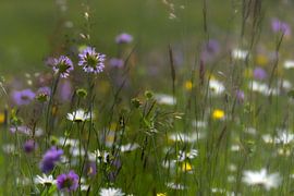 De belles fleurs  sur René Pronk